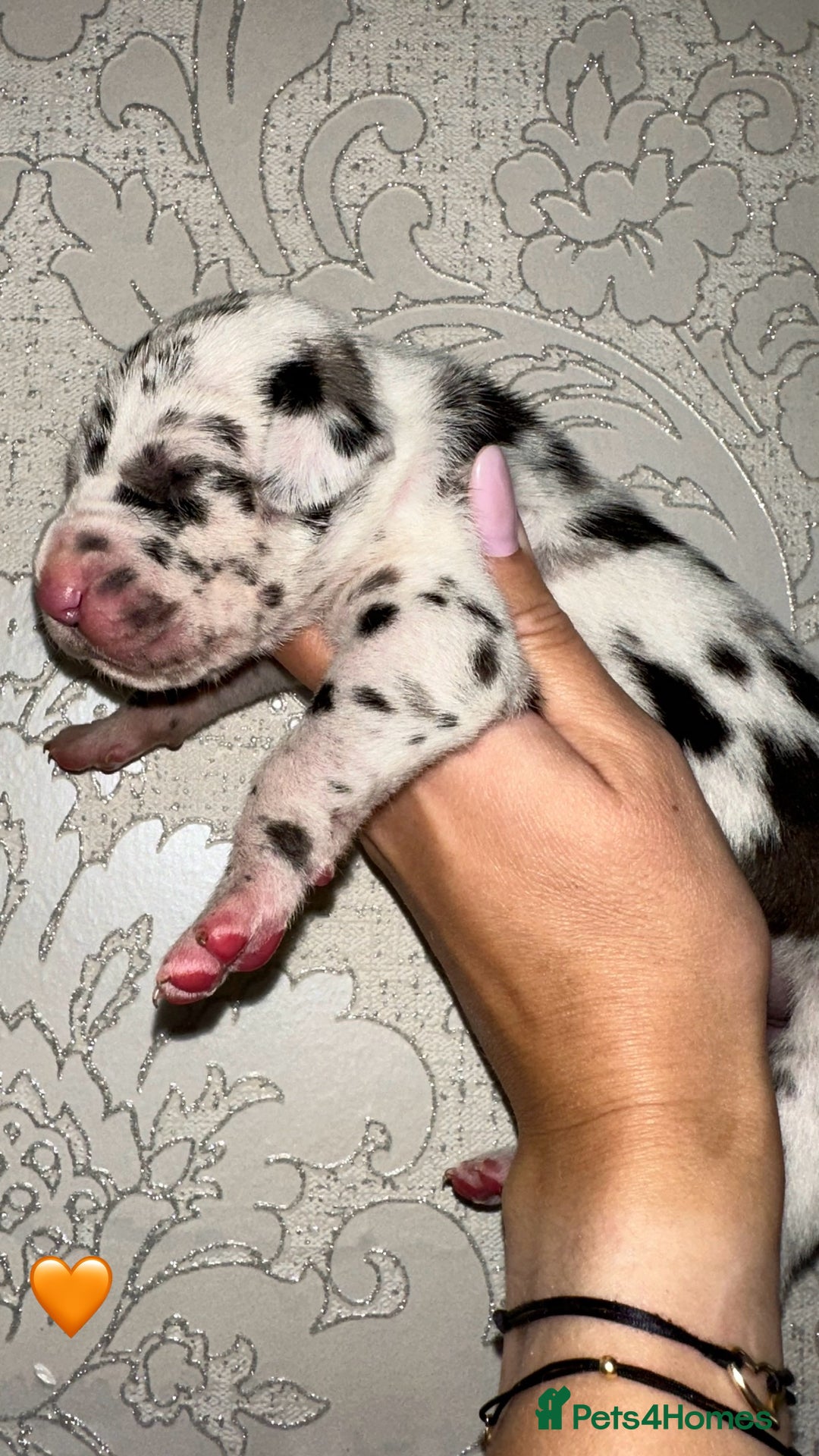 Great Dane dogs for sale: HARLIQUIN & BLACK PUPS KC REGISTERED  - Image 1