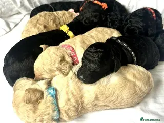 Labradoodle dogs Stunning f1bb standard labradoodles - Advert 13