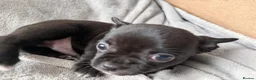 Chihuahua dogs for sale: Beautiful Chihuahua Pups - Last Puppy - Advert 9