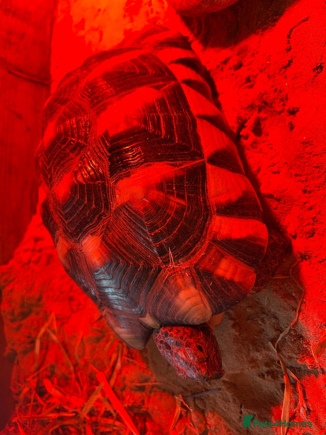 Tortoise reptiles for sale: Friendly 6-year-old marginated male tortoise  - Image 3