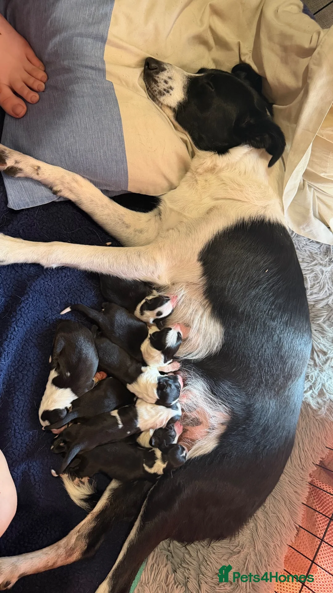Border Collie dogs for sale: 4 boys 4 girls border collie for sale - Advert 19