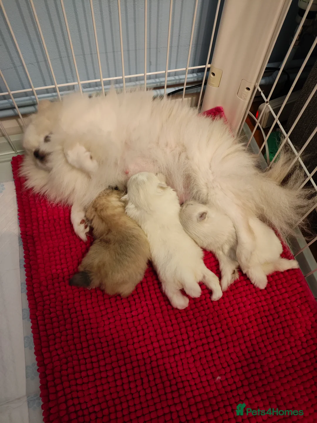 Pomeranian dogs for sale: Adorable Pomeranian puppies for sale - Advert 10