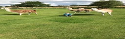 Llama livestock for sale: 4 female llamas in York - Advert 3