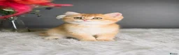 British Shorthair cats for sale: Exceptional GCCF Golden British Shorthair Kittens - Advert 11