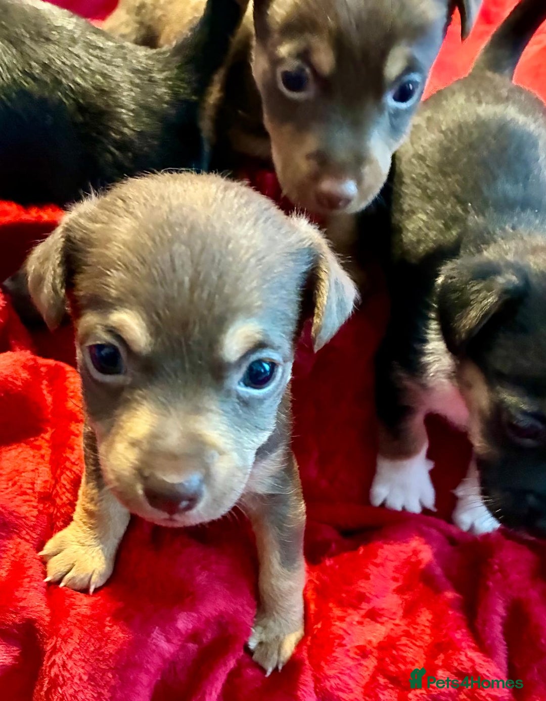 Jack Russell dogs for sale: Miniature Jack Russel Pups for sale - Advert 5