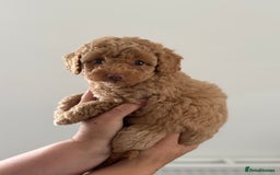 Cavapoo dogs for sale: Adorable Cavapoo Puppies – Ready for Loving Homes - Image 2