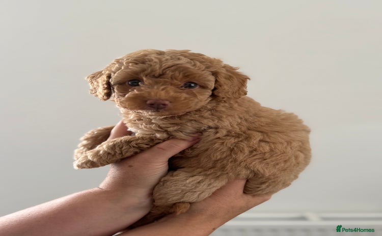 Cavapoo dogs - Advert 6