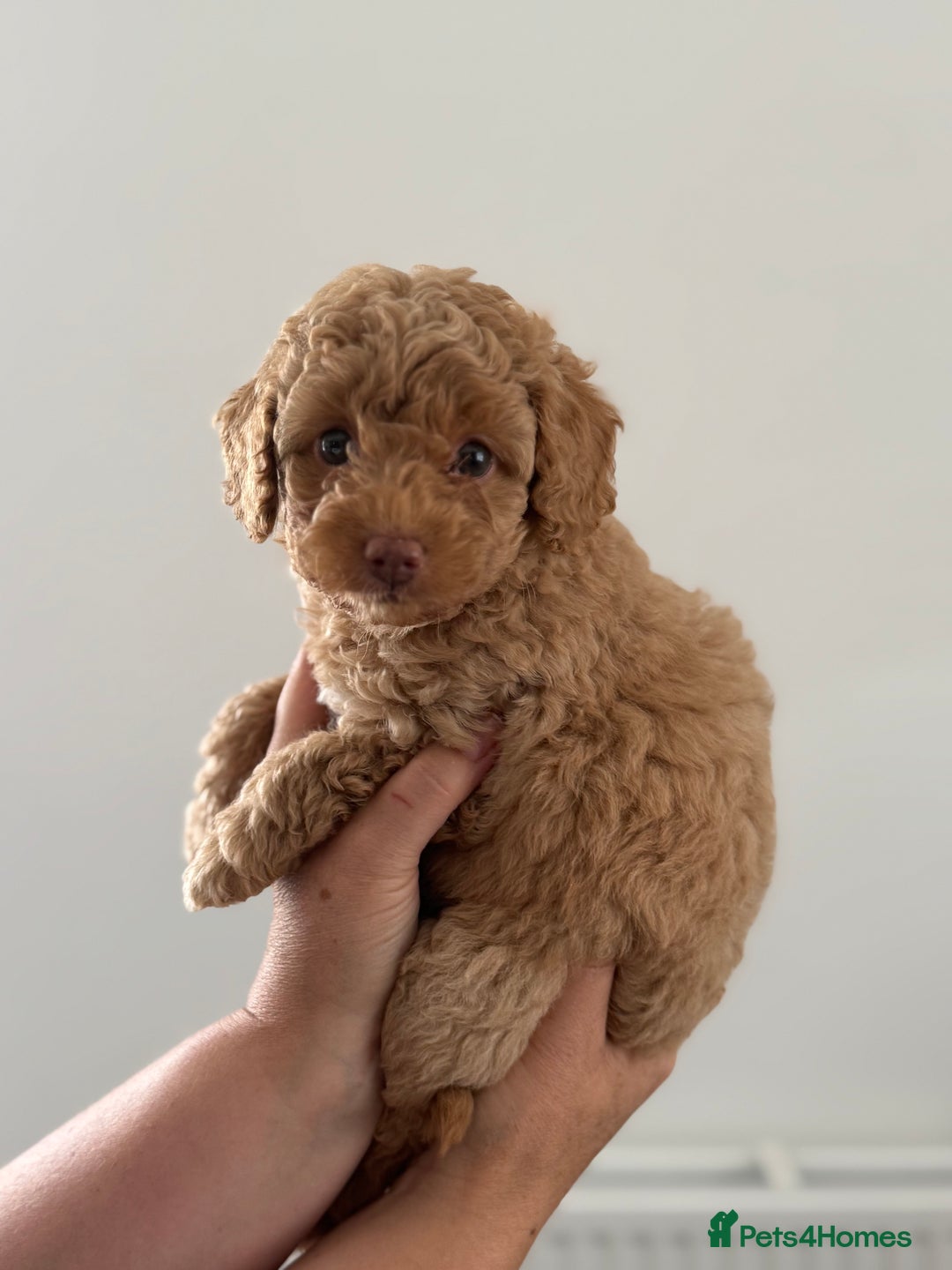 Cavapoo dogs for sale: Adorable Cavapoo Puppies – Ready for Loving Homes - Image 2