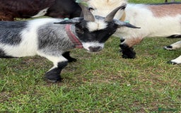 Goats livestock for sale: Pygmy Goats - Image 5