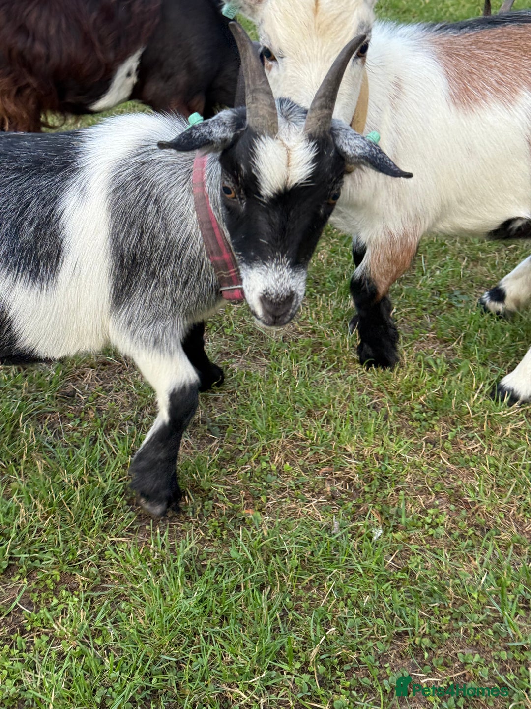 Goats livestock for sale: Pygmy Goats - Image 5