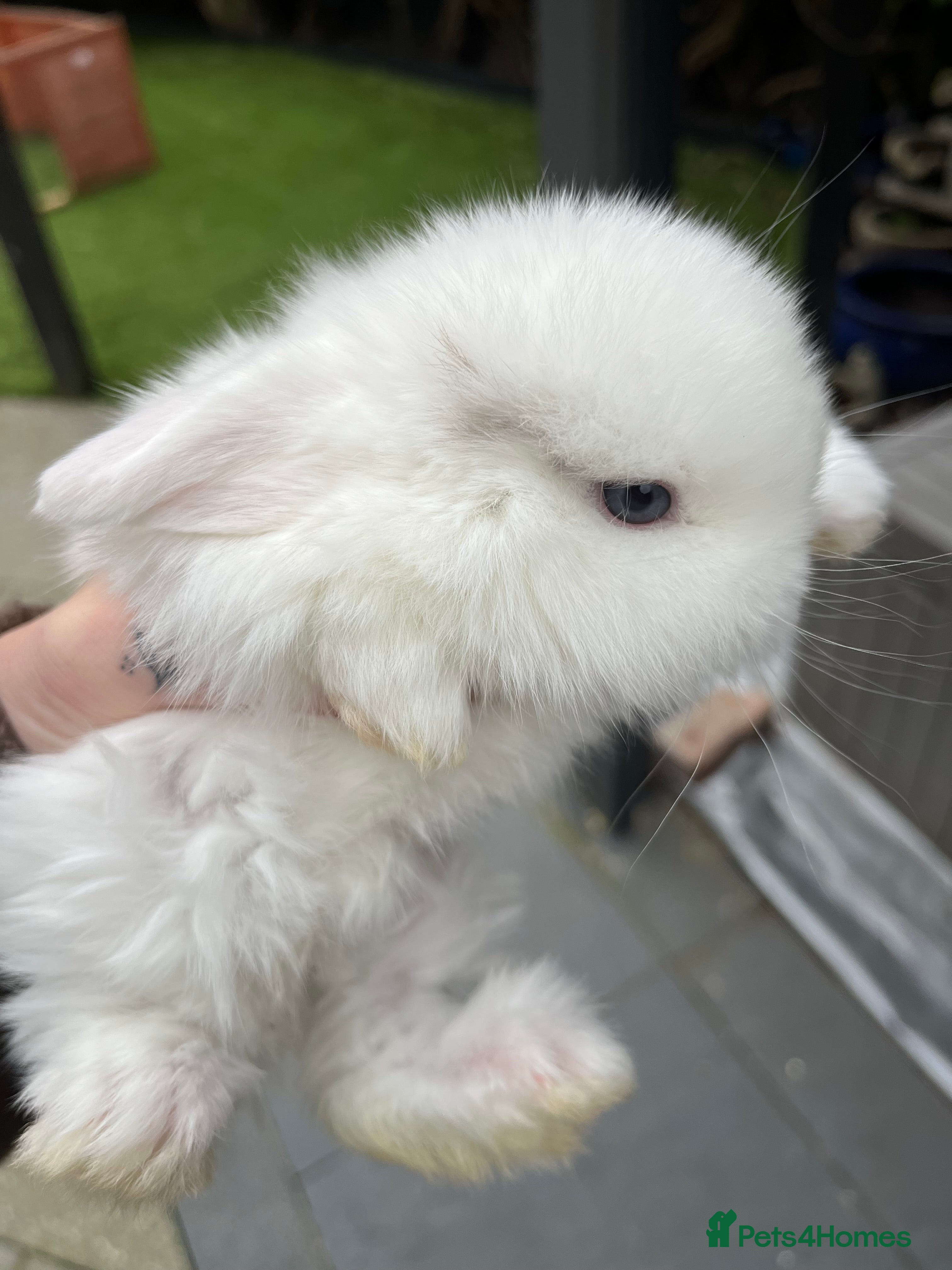 Mini Lop rabbits Mini lop baby buns  - Advert 3