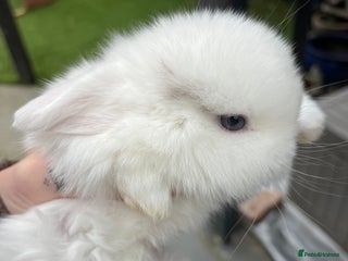Mini Lop rabbits Mini lop baby buns - Advert 3