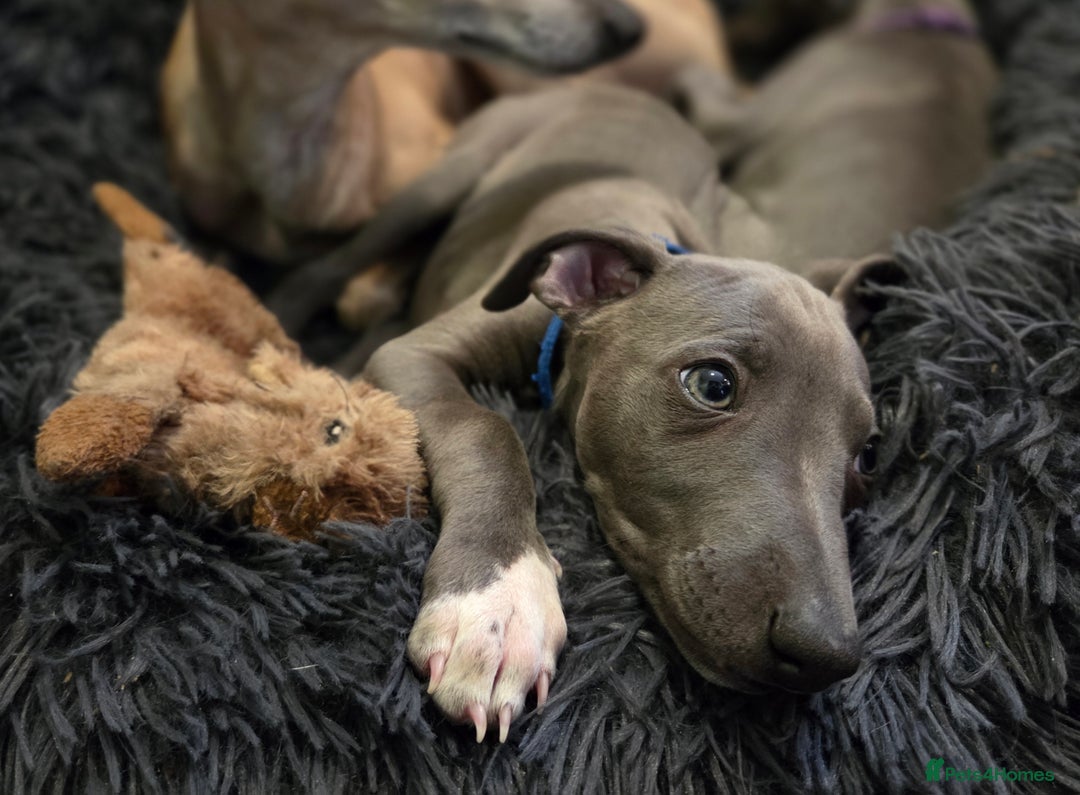 Italian Greyhound dogs for sale: **Wiggys (Whippet/Italian Greyhound)** - Image 6