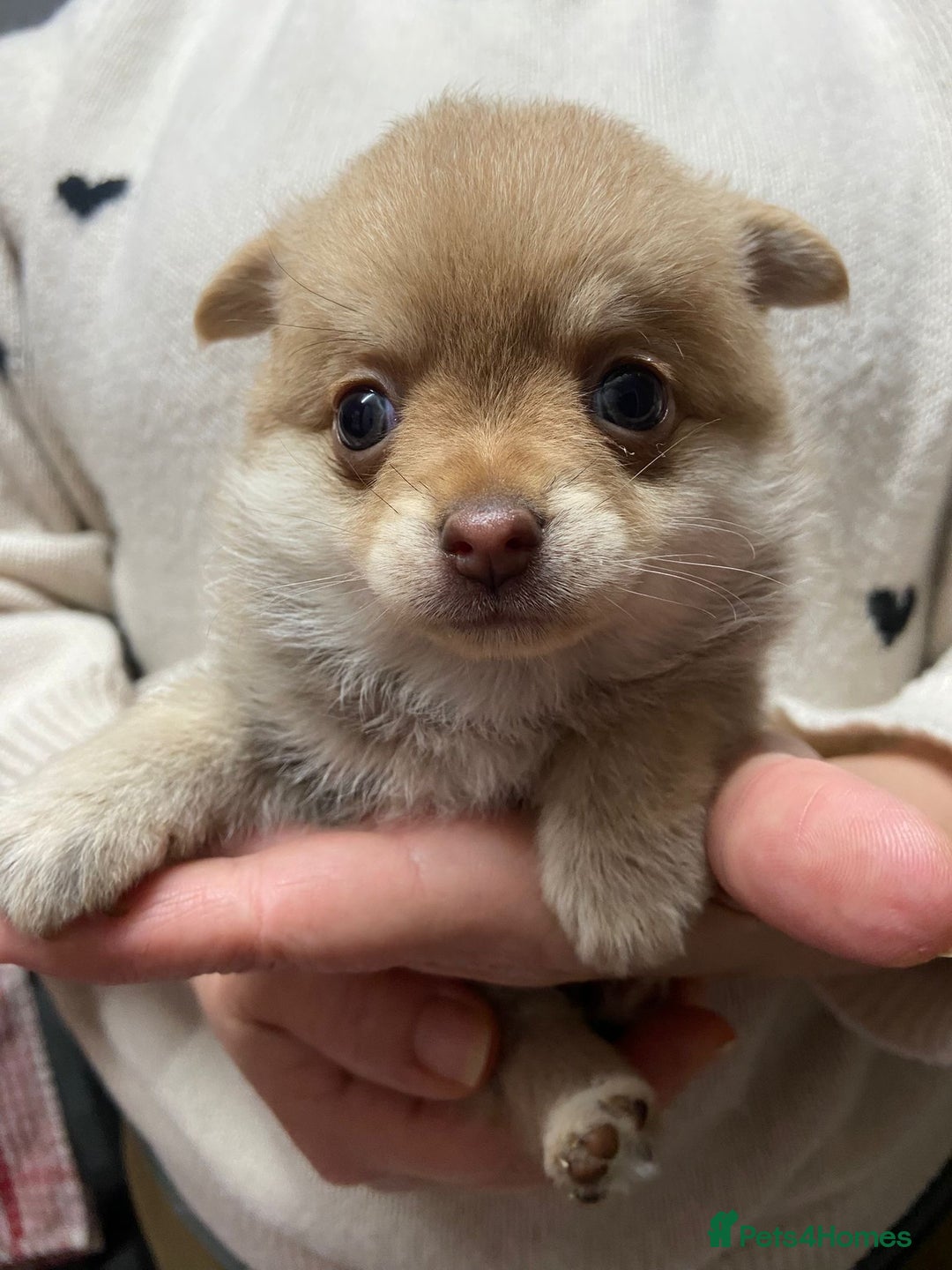 Pomchi dogs for sale: Stunning Pomchi’s - Advert 17