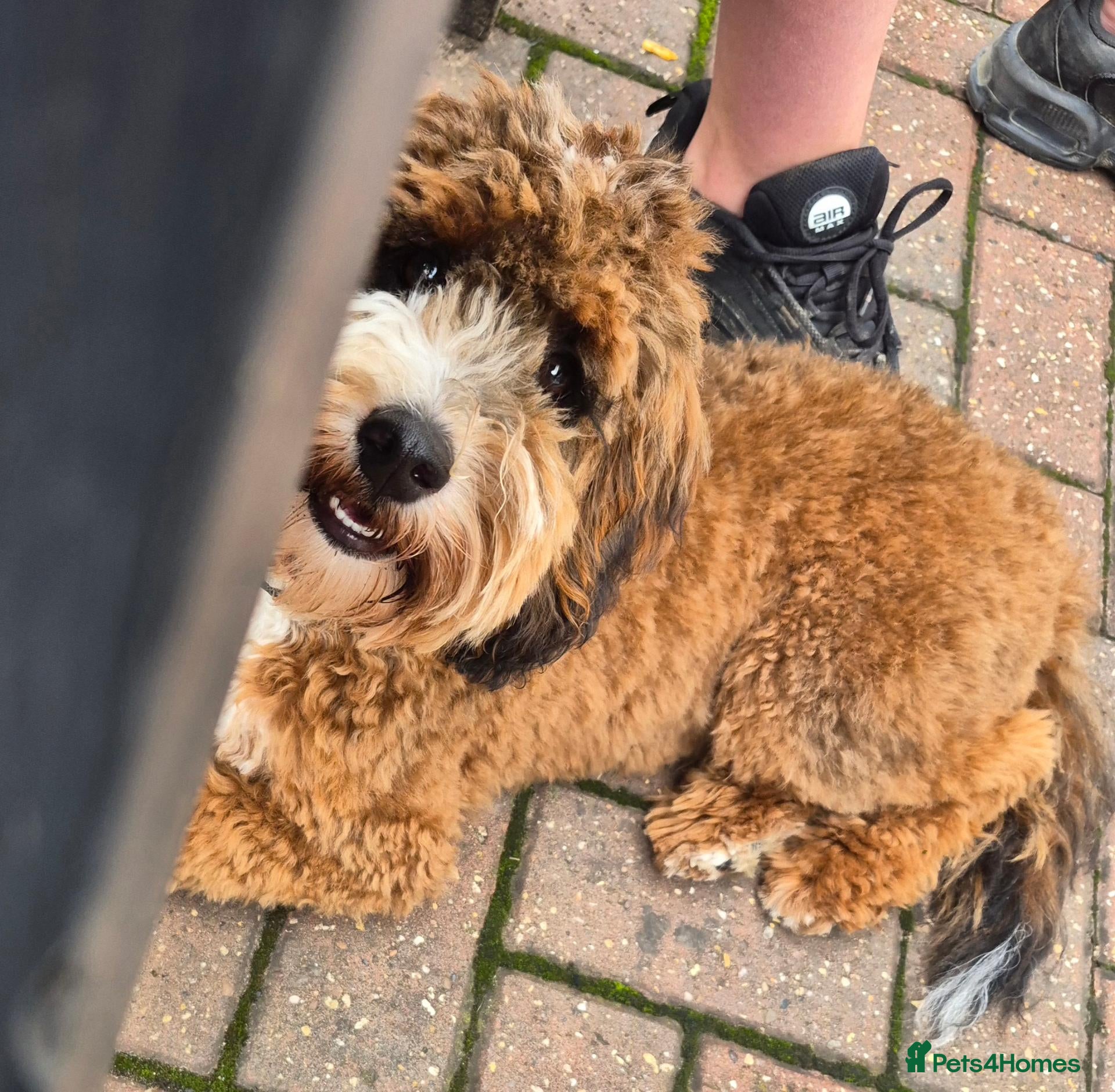 Cockapoo dogs 7 month old Cockerpoo  - Advert 1
