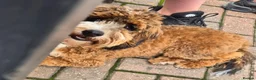 Cockapoo dogs for sale: 7 month old Cockerpoo  - Advert 1