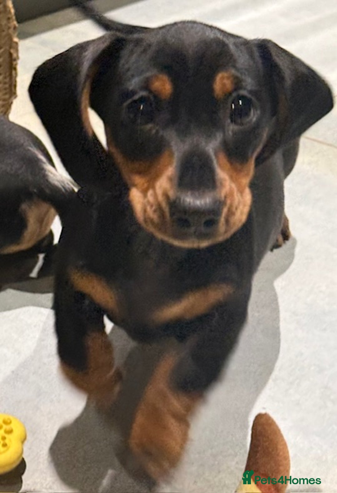 Miniature Dachshund dogs for sale: Ruby and Marley pups - Advert 38