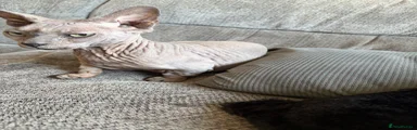 Sphynx 1