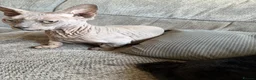 Sphynx cats for sale: Beautiful bambino boy  - Advert 9