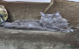 Maine Coon cats for sale: Stunning mainecoon/bsh kittens - Image 8