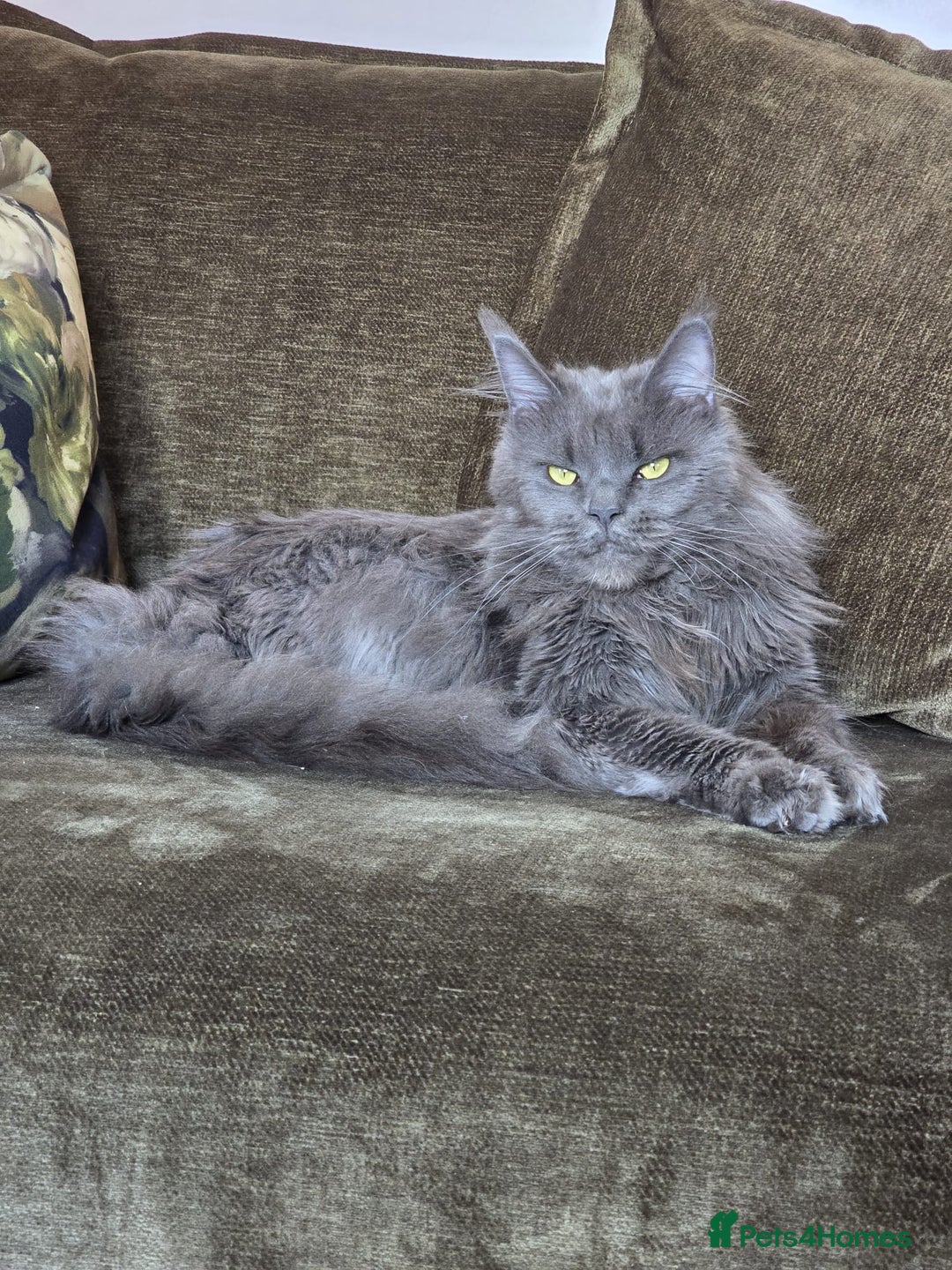 Maine Coon cats for sale: Stunning mainecoon/bsh kittens - Image 8