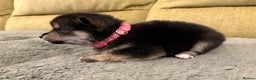 Mixed Breed dogs for sale: Pomskiba Inu Puppies. Shiba Inu x Pomsky - Advert 22
