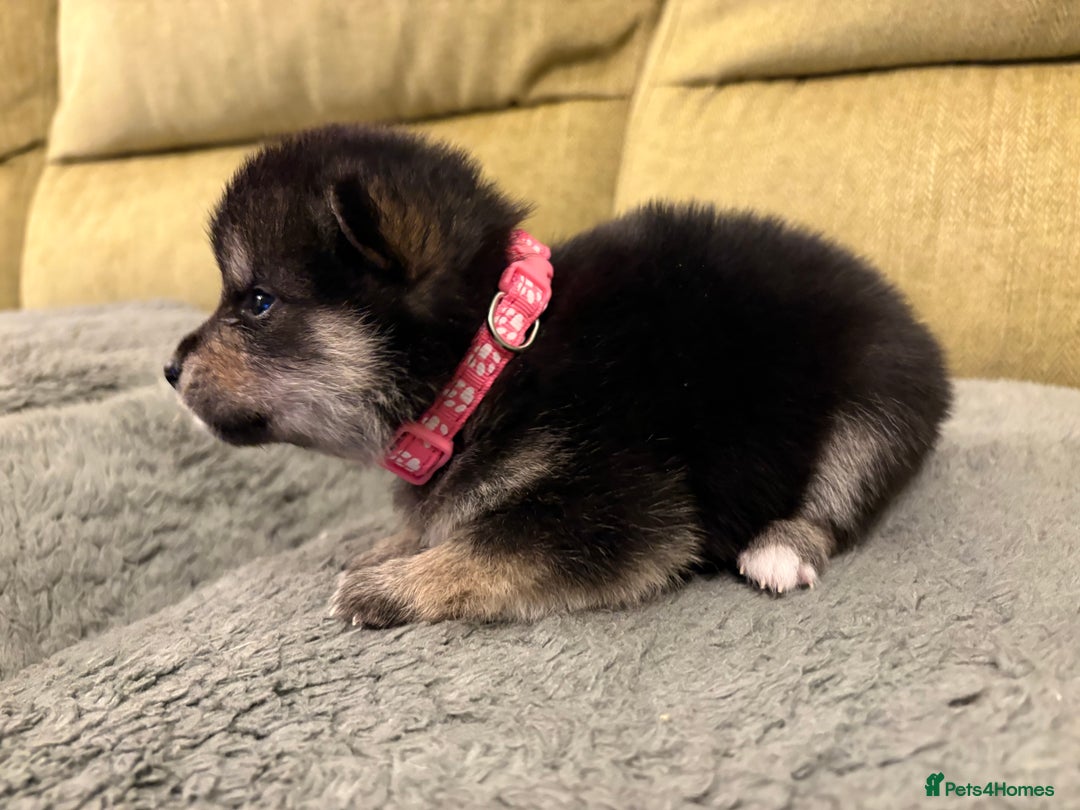 Mixed Breed dogs for sale: Pomskiba Inu Puppies. Shiba Inu x Pomsky - Advert 22