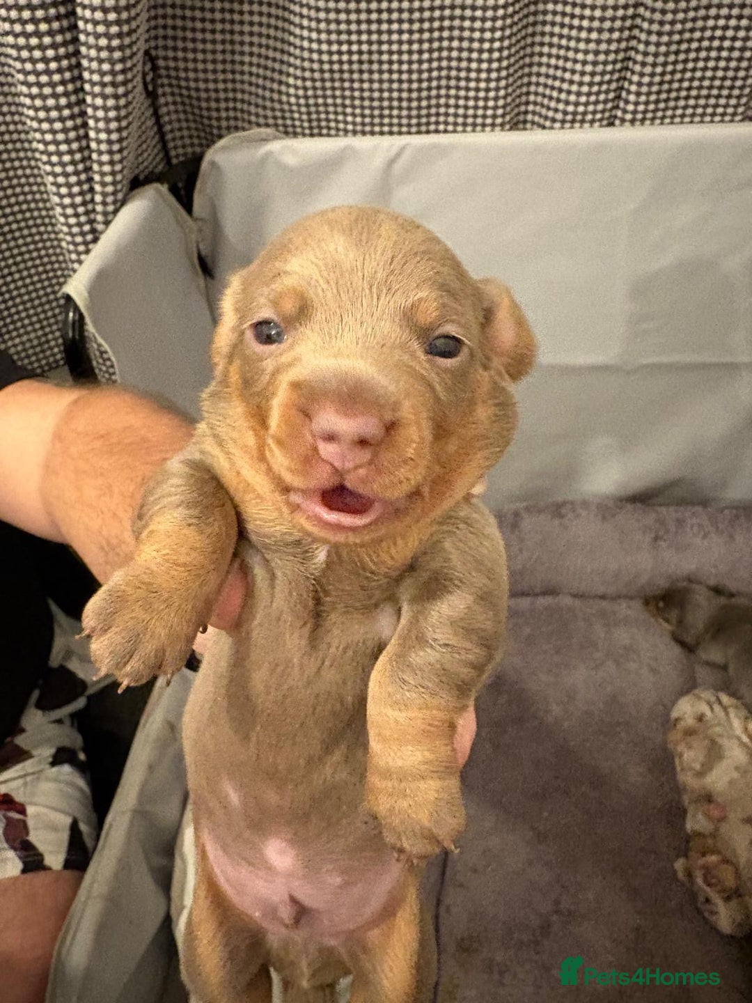 Miniature Dachshund dogs for sale: Beautiful Miniature dachshund pups  - Advert 25