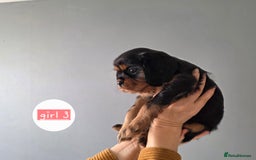 Cavalier King Charles Spaniel dogs for sale: Cavalier King Charles puppy girls - Image 10