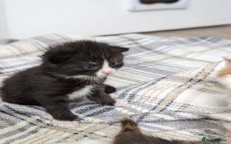 Mixed Breed cats for sale: Beautiful healthy kittens 😍😍 - Image 12