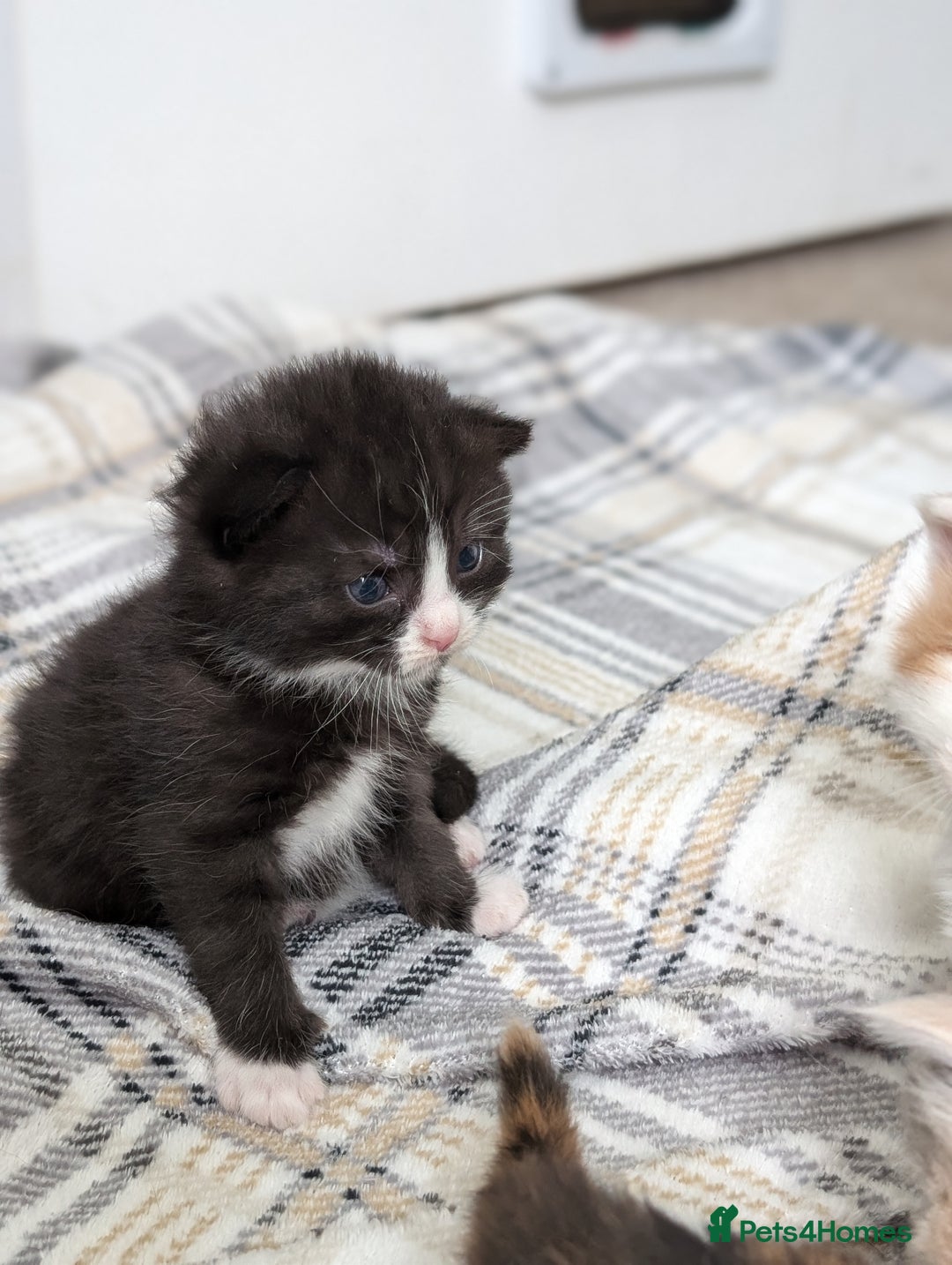 Mixed Breed cats for sale: Beautiful healthy kittens 😍😍 - Image 12