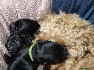 Mixed Breed dogs Yorkiepoo puppies - Advert 3