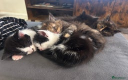 Domestic Shorthair cats for sale: 5 fluffy kittens  - Image 4