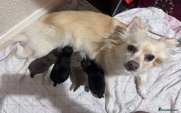 Pomchi dogs for sale: 💖 Beautiful Pomchi Pups 💖 - Image 11