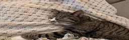 Domestic Shorthair cats for sale: 🐾 Beautiful & Affectionate 3-Year-Old Boy 🐱❤️ in Worcester Park - Advert 3