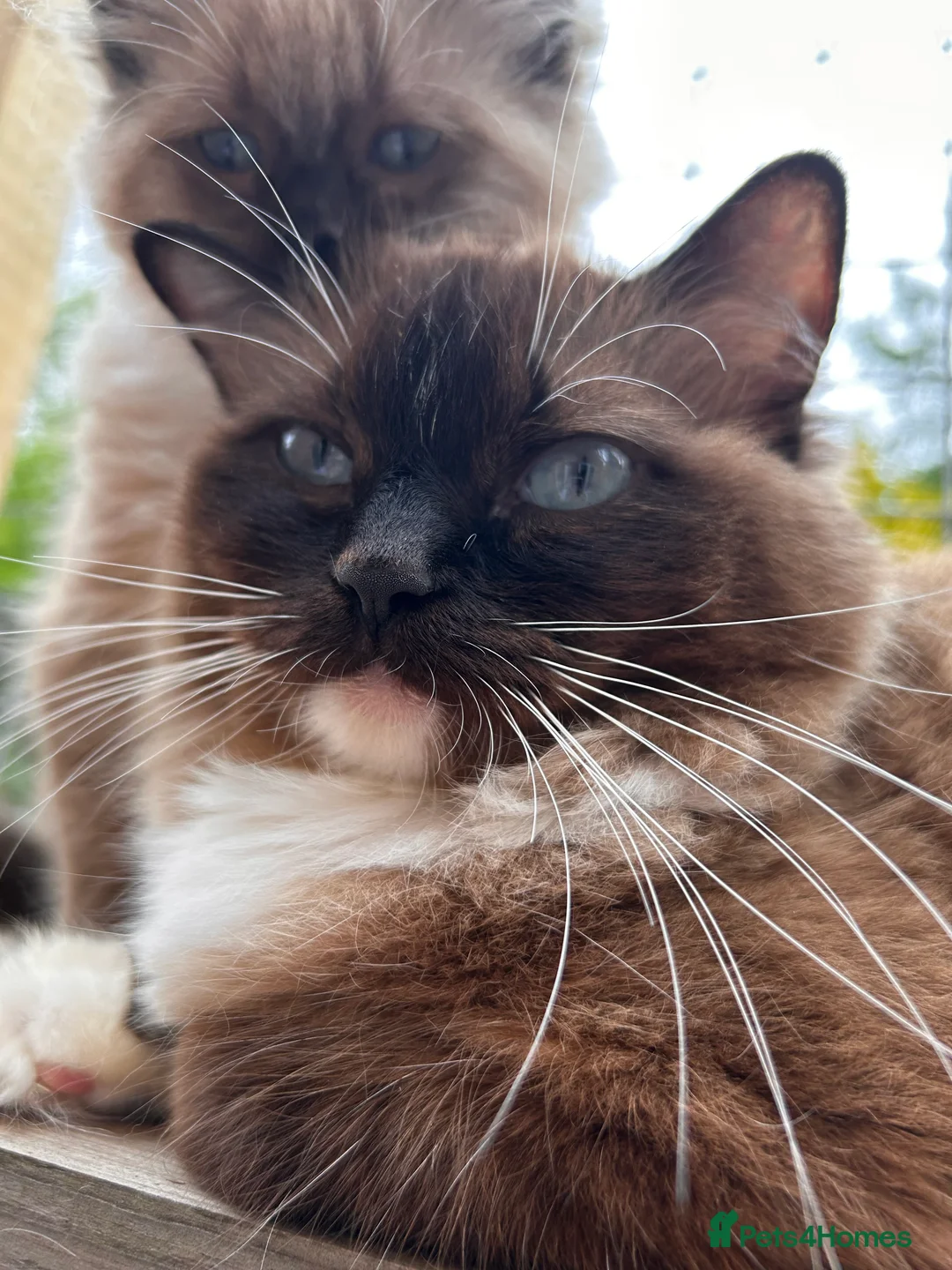 Ragdoll cats for sale: Ragdoll Kittens TICA 2 Boys Seal Blue  - Advert 17