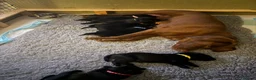 Labrador Retriever dogs for sale: Exceptional KC Reg Black Labs. Born 25 July.  in South Molton - Advert 4