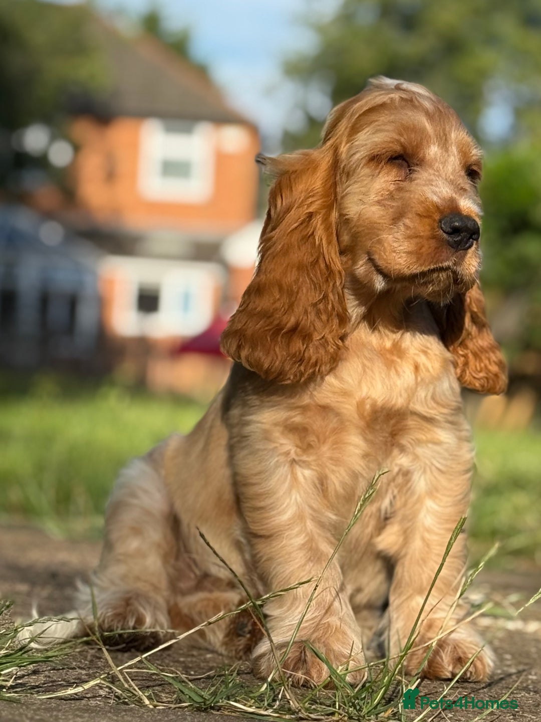 Cocker Spaniel dogs for sale: Last boy! Top quality show-type Cocker Spaniels! in Leicester - Image 4