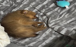 Pomeranian dogs for sale: Pomeranian  - Image 3