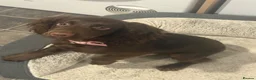 Cocker Spaniel dogs for sale: Chocolate cocker spaniel puppy 10 months old in Dagenham - Advert 7