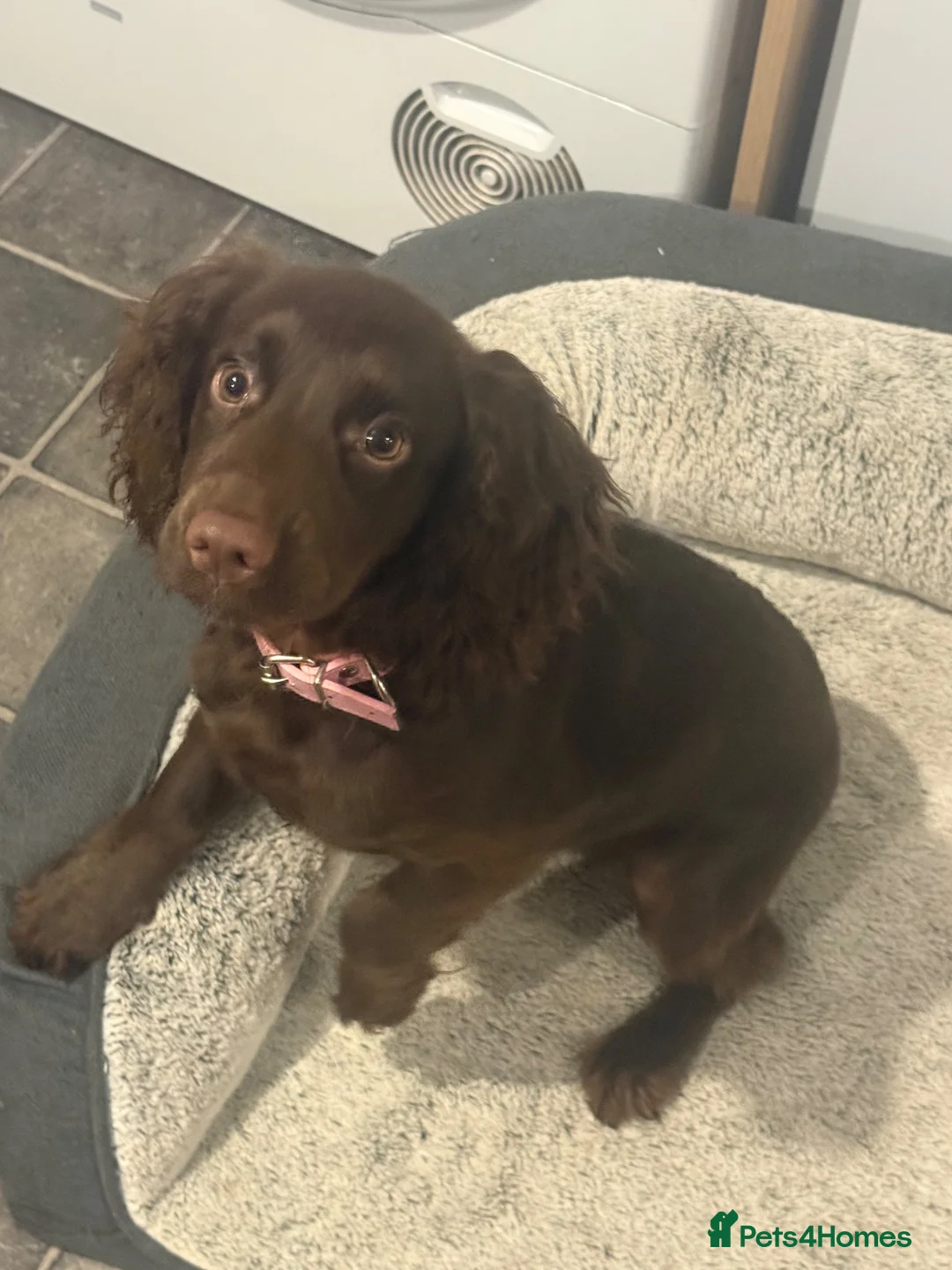 Cocker Spaniel dogs for sale: Chocolate cocker spaniel puppy 10 months old in Dagenham - Advert 7