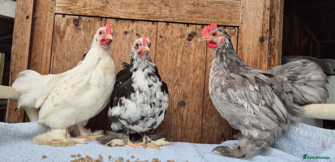 Chickens poultry for sale: Pekin bantem cockerils  - Image 2