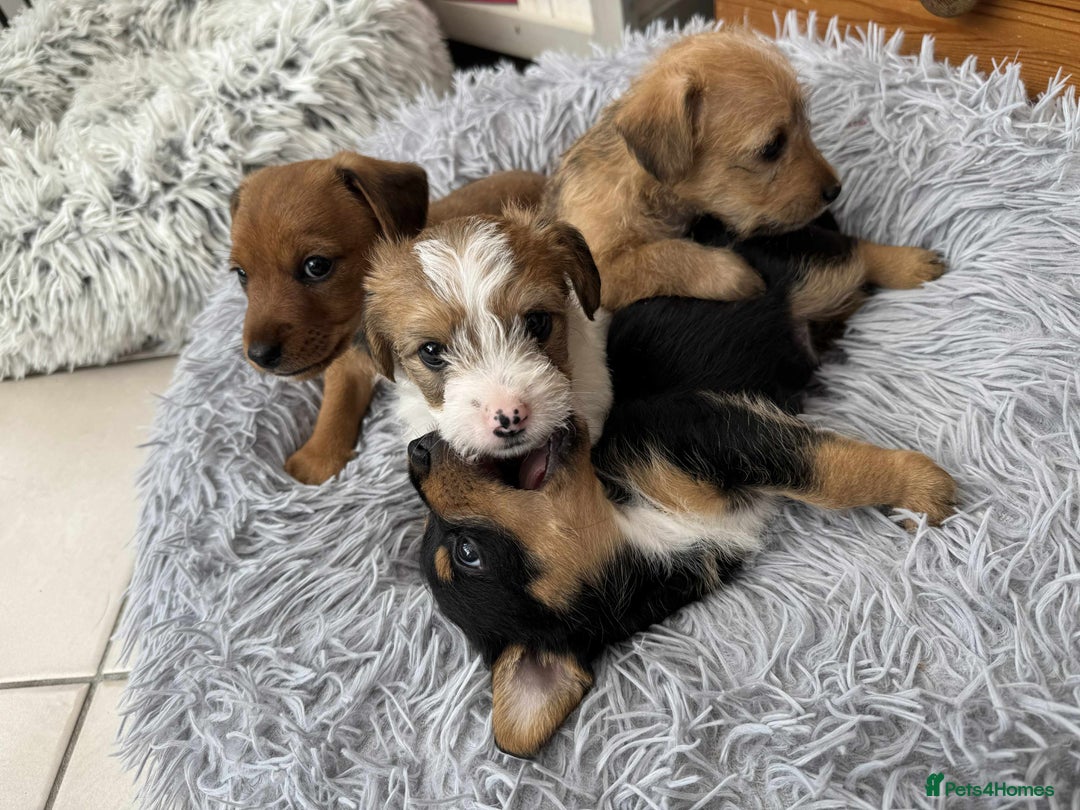 Mixed Breed dogs for sale: Jack Russel x Lucas Terrier Puppies - Image 18