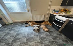 Mixed Breed dogs for sale: Yorkie/jack boy for sale  - Image 7