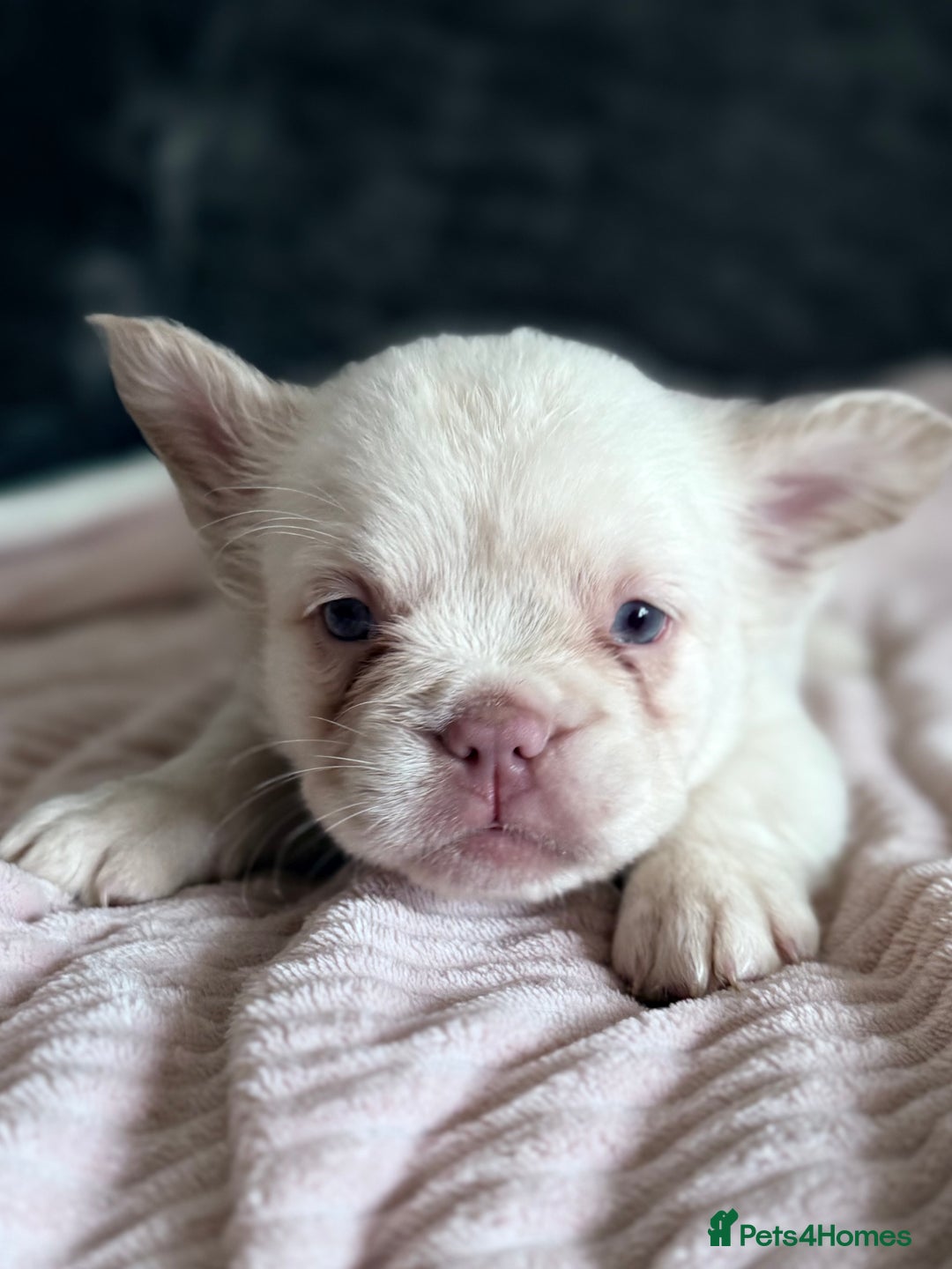 French Bulldog dogs for sale: FLUFFY FRENCH BULLDOGS  - Image 25