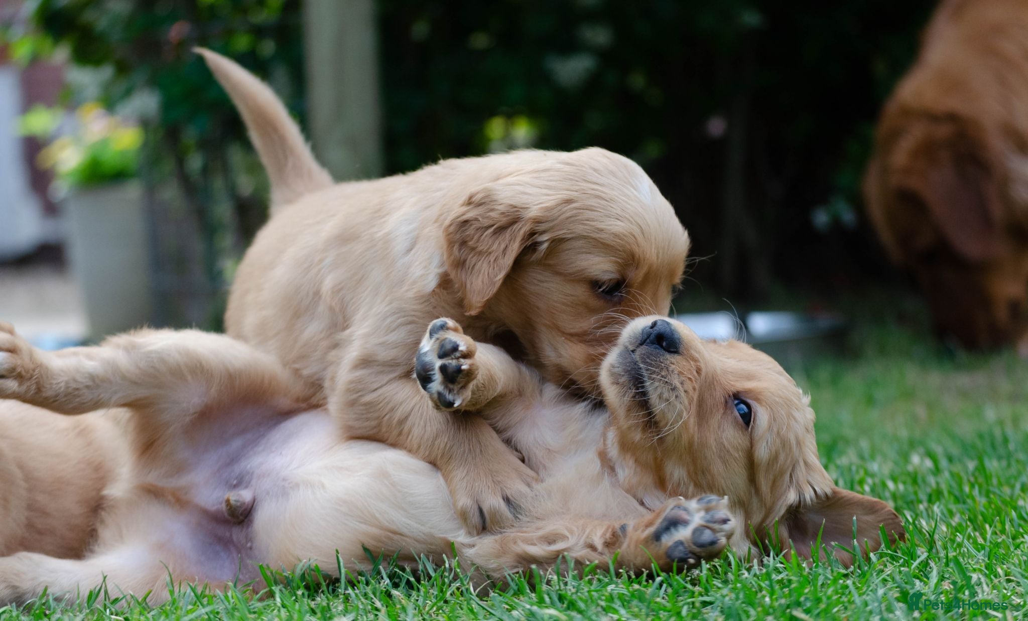 Golden Retriever dogs  GOLDEN RETREVER KC PUPPIES - Advert 10