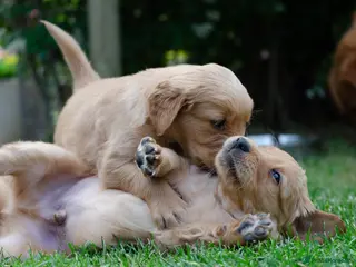 Golden Retriever dogs GOLDEN RETREVER KC PUPPIES - Advert 10