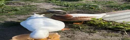 Ducks poultry for sale: White call duck breeding pair in Thatcham - Advert 3