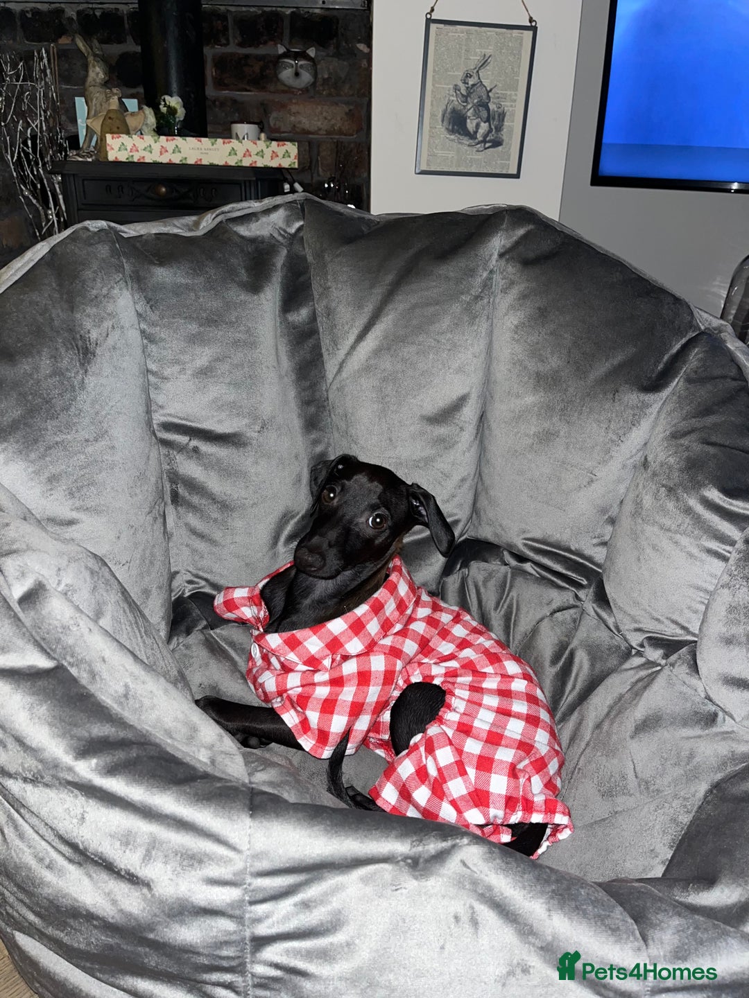 Italian Greyhound dogs for stud: Italian greyhound STUD  - Image 3