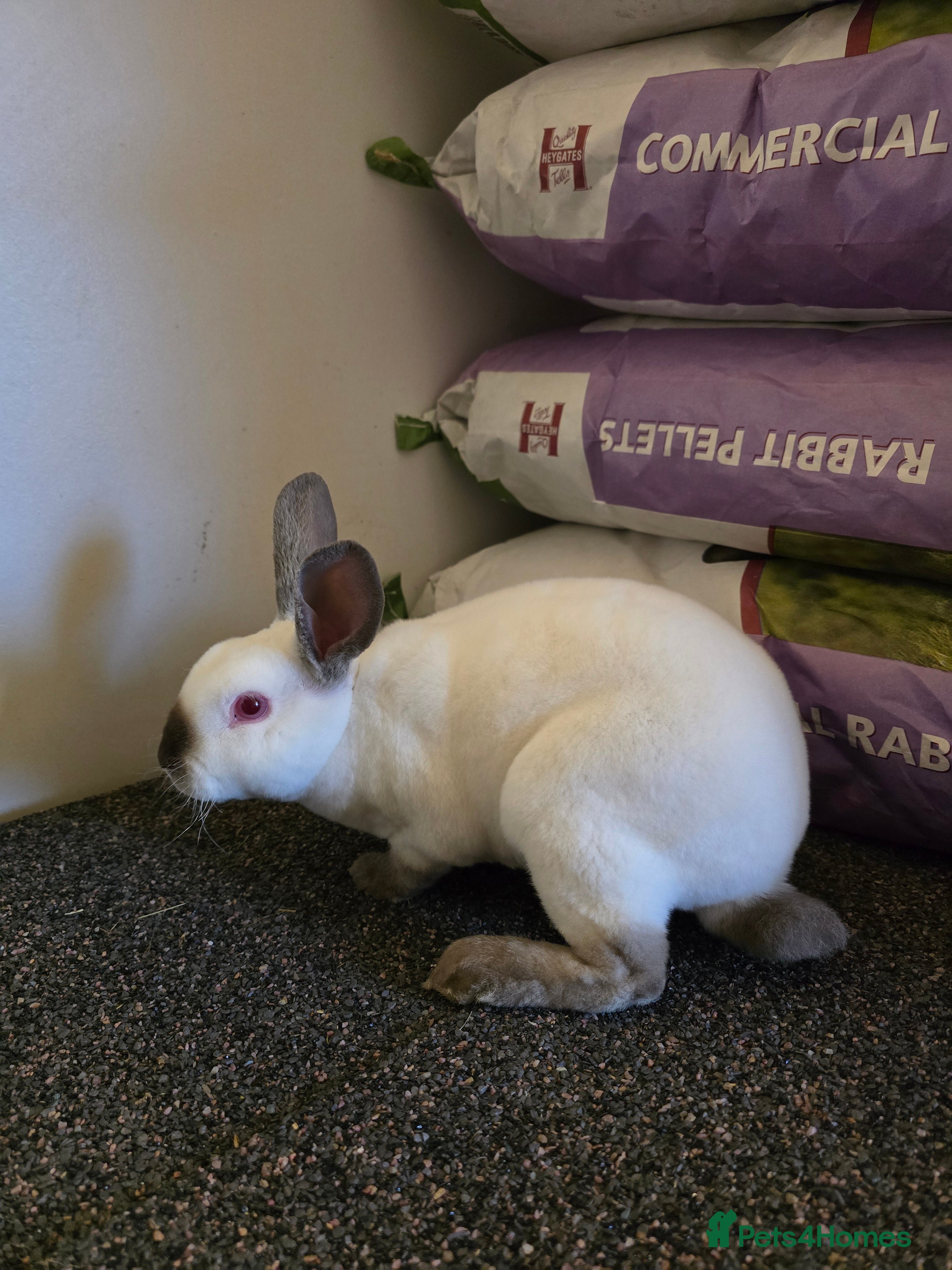 Rex rabbits ❤️Rex bunnies ready to leave❤️ - Advert 16